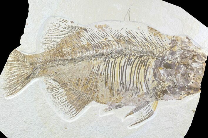 Bargain, Phareodus Fish Fossil - Huge Specimen #91361